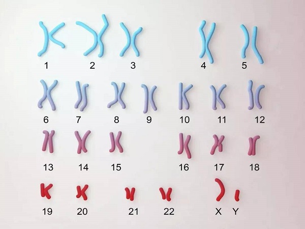 每个人都有23对46条染色体