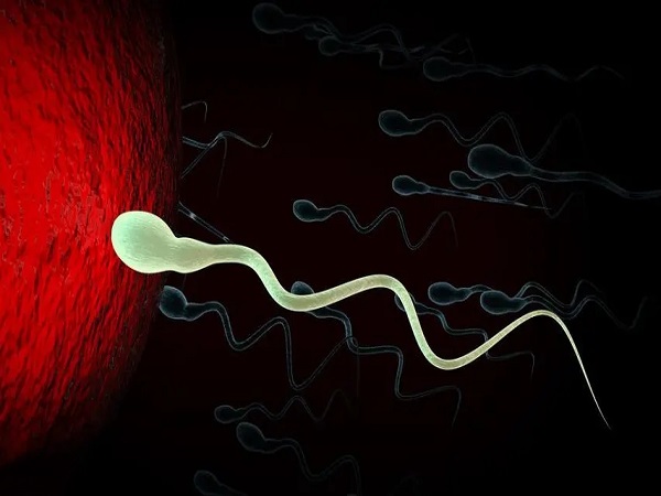 怀孕需要有健康的精子和卵子结合
