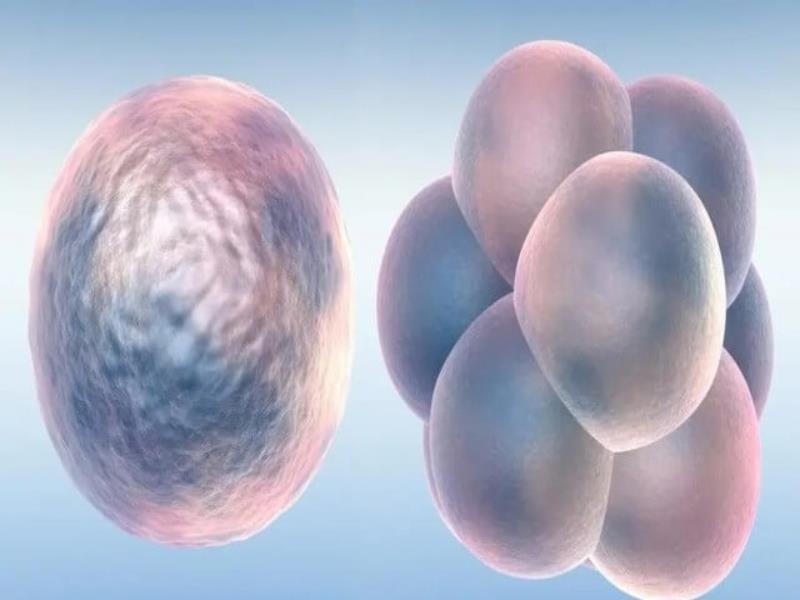 优质胚胎养囊成功率高吗