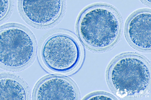 阜阳第三代试管婴儿成功率有多高？1分钟了解全部信息