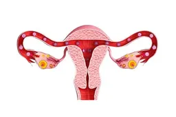 输卵管会影响试管婴儿成功率吗，来看看输卵管对试管助孕的重要性