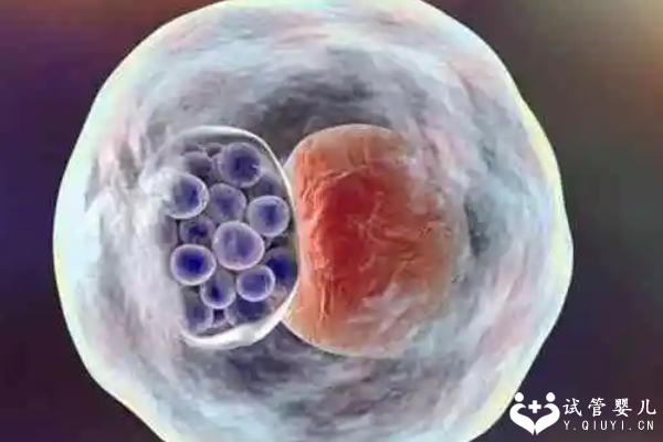 试管婴儿移植一个鲜胚的成功率是多少？有详细的成功率介绍