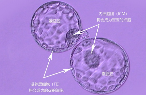 发育慢的囊胚变好有条件