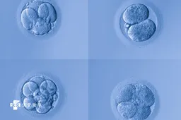 试管婴儿胚胎质量如何判定，达到15档的胚胎是最佳选择