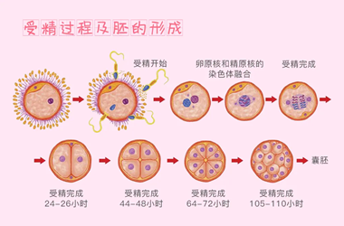 胚胎等级8C的质量情况