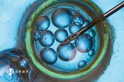 做试管时胚胎质量重要吗，对试管婴儿成功率有关键的影响