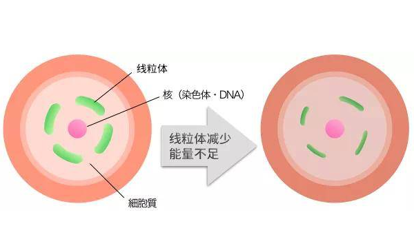 移植前食用线粒体的作用