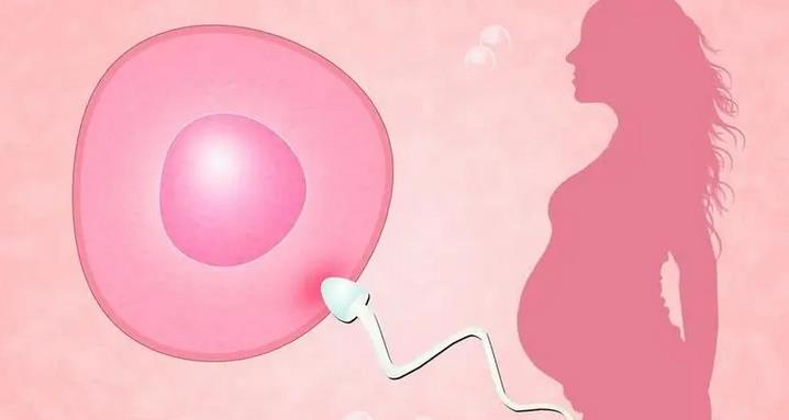 试管婴儿中,受精卵能成胚胎的概率是多少