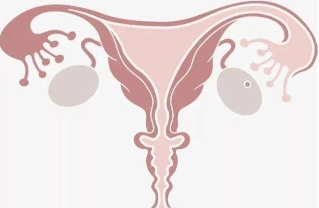 胚胎移植的实质是什么