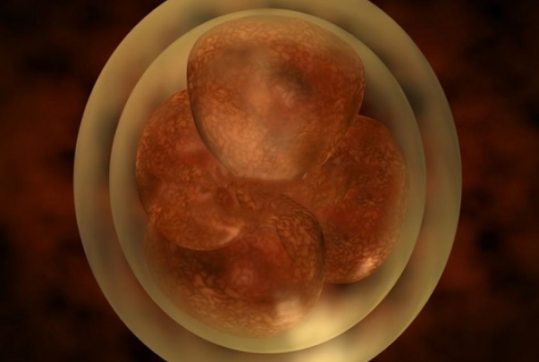 冻胚移植后1-14天变化情况，根据图片可清楚知道胚胎的变化