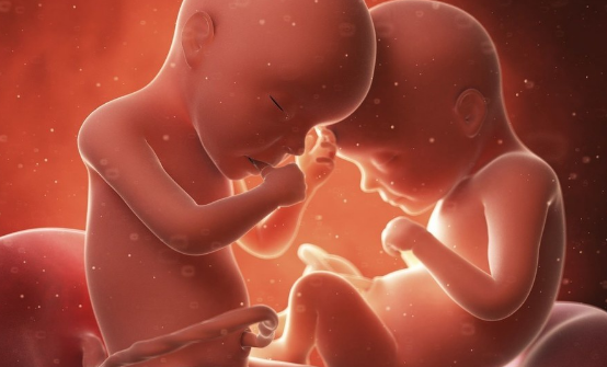 三代试管做双生子的条件，胚胎质量和卵巢功能好才能做