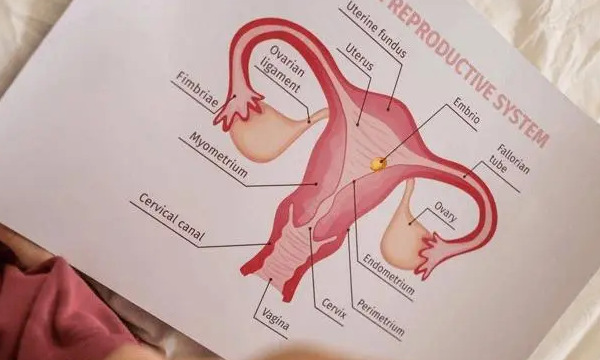 最容易着床的子宫内膜形态