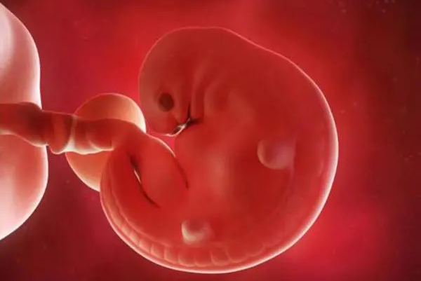 第10周胎儿的肾脏开始发育