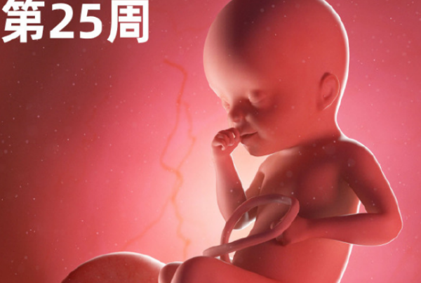 第25周胎儿的脏器发育成型