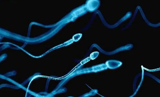 想看懂精子碎片分析与精子形态分析，正常精子大于30%