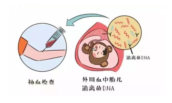 无创dna检查前不需要空腹