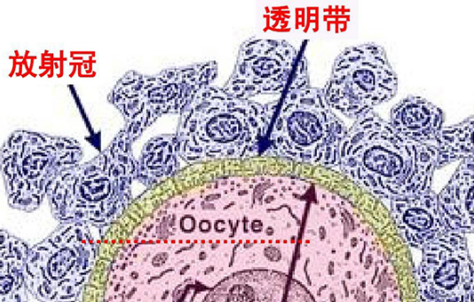 卵子透明带畸形不一定做试管