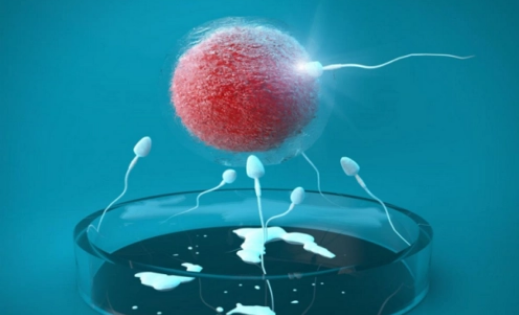 试管吃环孢素可以降低排斥反应