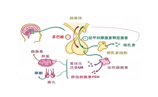 泌乳素高影响试管移植