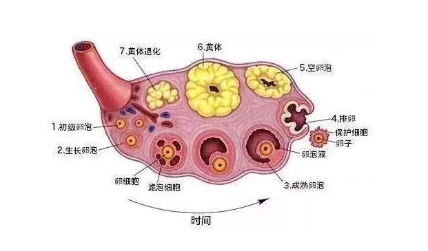 促排后出现黄体囊肿不多